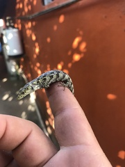 Abronia oaxacae