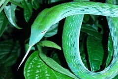 Ahaetulla prasina