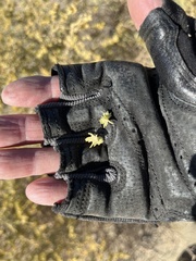 Atriplex canescens laciniata