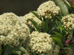Eristalis bogotensis
