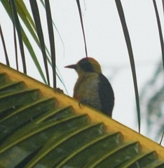 Melanerpes chrysauchen