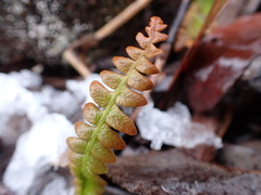 Blechnum penna-marina