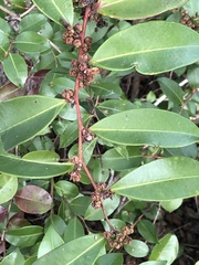 Lyonia lucida