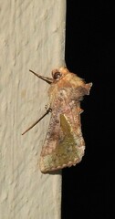 Thysanoplusia orichalcea