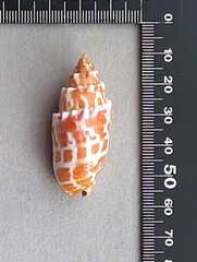 Mitra stictica