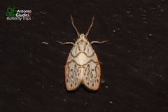 Miltochrista irregularis