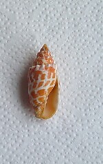Mitra stictica