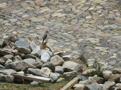 Muscisaxicola rufivertex