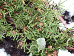 Gleichenia