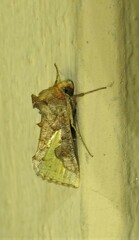 Thysanoplusia orichalcea