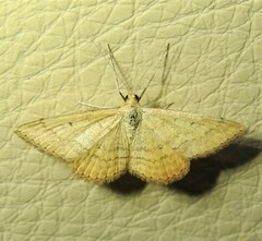 Scopula rubraria
