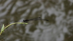 Prodasineura verticalis