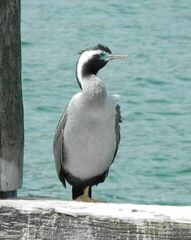 Phalacrocorax punctatus