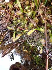 Drosera murfetii
