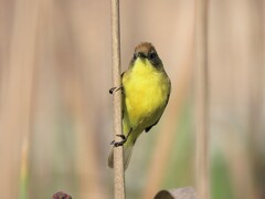 Pseudocolopteryx citreola