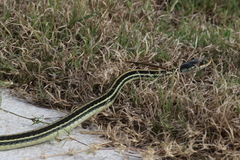 Thamnophis proximus orarius