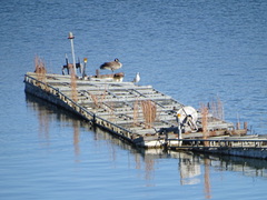 Andropogon virginicus