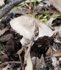 Amanita farinacea