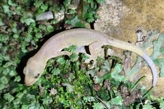 Hemiphyllodactylus typus
