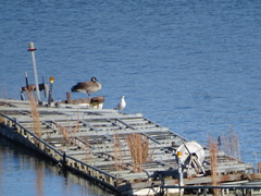 Andropogon virginicus