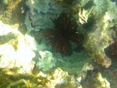 Heterocentrotus mamillatus