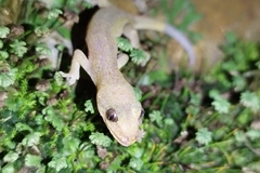 Hemiphyllodactylus typus