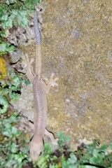 Hemiphyllodactylus typus