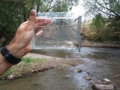 Richardsonius balteatus