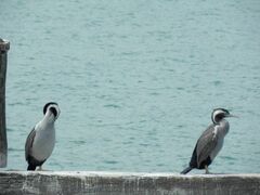 Phalacrocorax punctatus