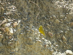 Sicalis olivascens