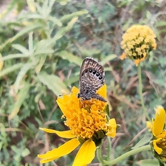Brephidium exilis exilis
