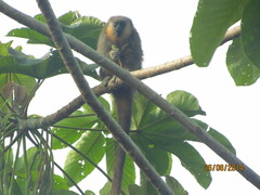 Plecturocebus moloch