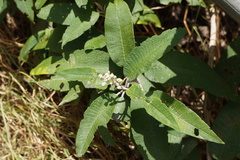 Buddleja bullata