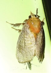 Doratifera quadriguttata