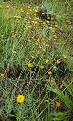 Leucochrysum albicans
