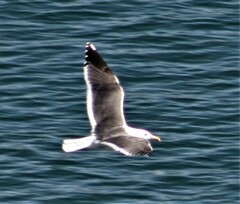Larus fuscus graellsii