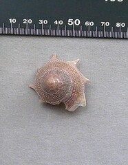 Guildfordia aculeata