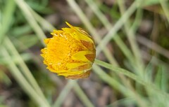 Leucochrysum albicans