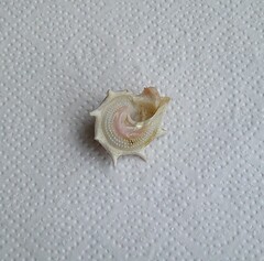 Guildfordia aculeata