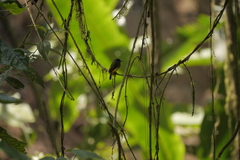 Myiotriccus ornatus