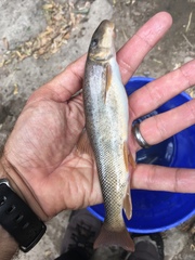 Pantosteus discobolus