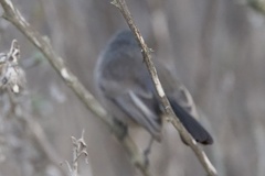 Polioptila californica