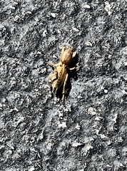 Neoscapteriscus vicinus