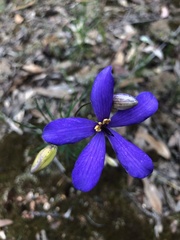 Cheiranthera linearis