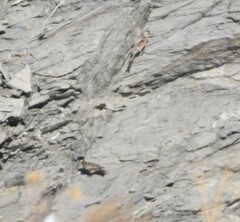 Leucosticte tephrocotis