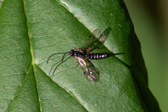 Pimpla pedalis