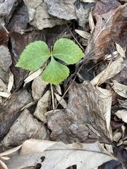 Cryptotaenia canadensis