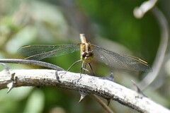 Erythrodiplax nigricans