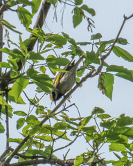 Vermivora chrysoptera