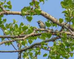 Vermivora chrysoptera